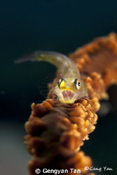 whip goby by Gengyan Tan 
